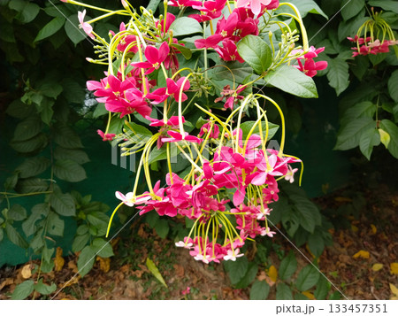Combretum Indicum. Small Red Flowers 133457351