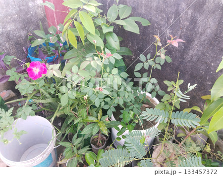 Red rose growing in bucket 133457372