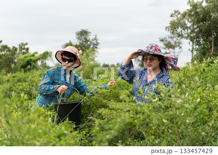 Two LGBTQ friends harvesting fresh chili peppers in a Thai garden. They wear protective hats and casual clothes, enjoying teamwork and nature in a peaceful outdoor setting under the sun. Two LGBTQ friends harvesting fresh chili peppers in a Thai garden. They wear protective hats and casual clothes, enjoying teamwork and nature in a peaceful outdoor setting under the sun. 133457429
