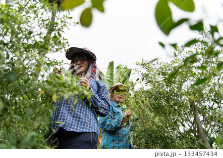 Two LGBTQ friends harvesting chili peppers in a Thai garden. Wearing protective hats and plaid shirts, they work together in the field surrounded by lush greenery, focused and smiling. Two LGBTQ friends harvesting chili peppers in a Thai garden. Wearing protective hats and plaid shirts, they work together in the field surrounded by lush greenery, focused and smiling. 133457434