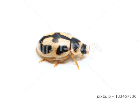 ヒメカメノコテントウ 133457530