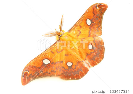 ウスタビガ（オス） 133457534