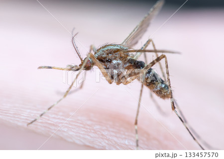 Macro of mosquito (Aedes aegypti) sucking blood 133457570