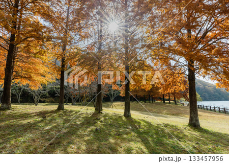 紅葉のラクウショウが美しい三田市の小野公園 133457956