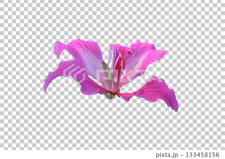 Bauhinia purpurea flower (Hong Kong Orchid ) 133458156