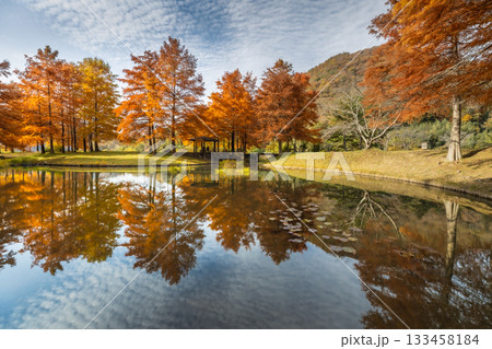 紅葉のラクウショウが美しい三田市の小野公園 133458184