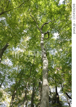 自然 植物 イヌシデ、白っぽく滑らかな幹がまっすぐ伸びる。高さは十五メートルほどになります 自然 植物 イヌシデ、白っぽく滑らかな幹がまっすぐ伸びる。高さは十五メートルほどになります 133458208