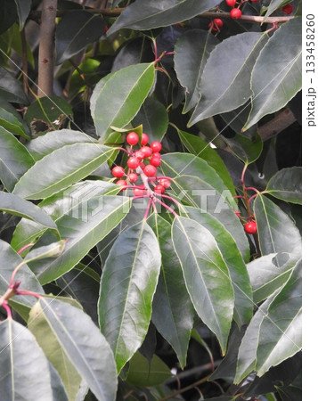 ナナミノキの実 133458260