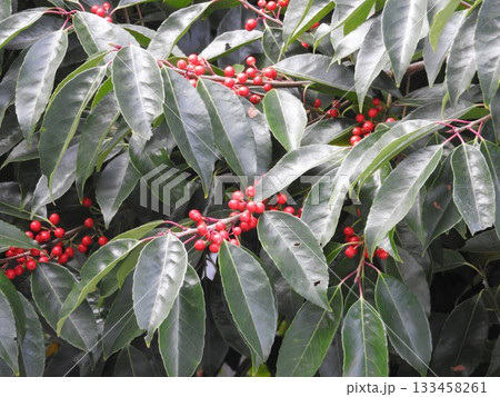 ナナミノキの実 ナナミノキの実 133458261