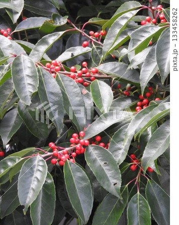 ナナミノキの実 ナナミノキの実 133458262