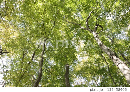 自然　植物　イヌシデ、十一月。そろそろ紅葉が進み始める頃、高い梢から差す木漏れ日が美しい 133458406