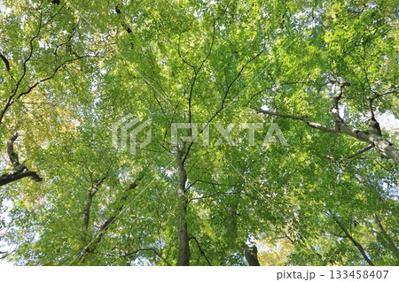 自然　植物　イヌシデ、本州から四国や九州の雑木林に普通にみられる落葉高木。大木の樹形が美しい 133458407