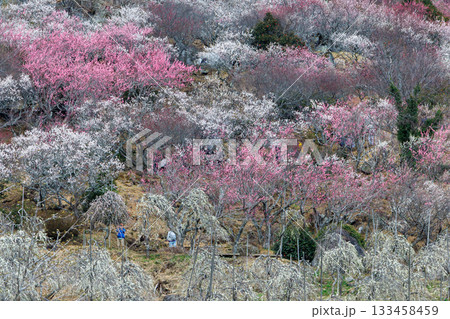 梅の名所、梅まつりの梅と梅、梅林、ピンクの花、初春の美しい花 梅の名所、梅まつりの梅と梅、梅林、ピンクの花、初春の美しい花 133458459