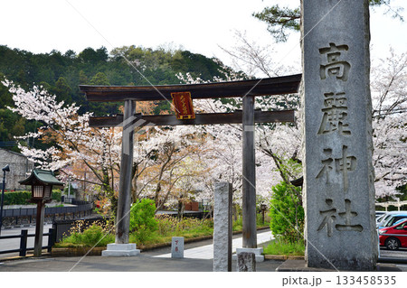 高麗神社 鳥居 桜の季節 埼玉県日高市 高麗神社 鳥居 桜の季節 埼玉県日高市 133458535