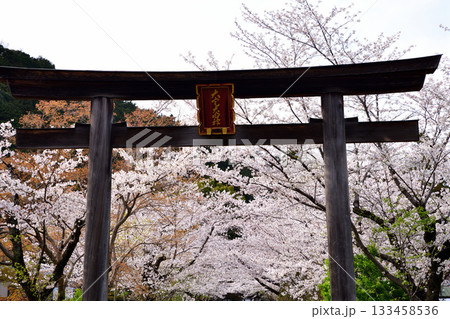 高麗神社　鳥居　桜の季節　埼玉県日高市 133458536