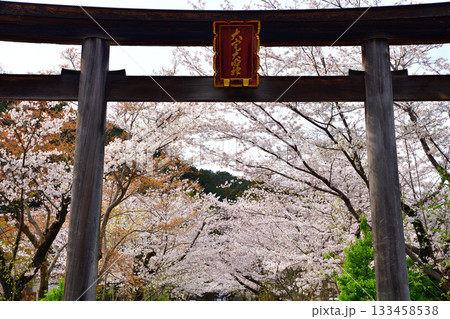 高麗神社 鳥居 桜の季節 埼玉県日高市 高麗神社 鳥居 桜の季節 埼玉県日高市 133458538