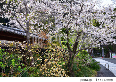 高麗神社　参道　満開の桜　埼玉県日高市 133458666