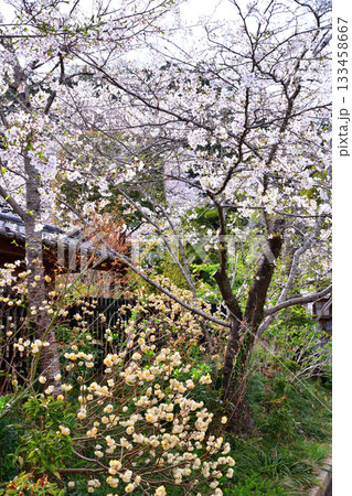 高麗神社　参道　満開の桜　埼玉県日高市 133458667