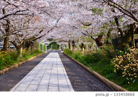 高麗神社 参道 満開の桜 埼玉県日高市 高麗神社 参道 満開の桜 埼玉県日高市 133458668