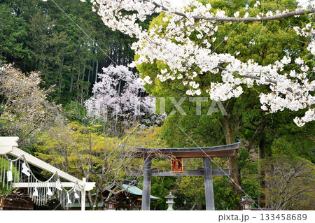 高麗神社　参道　満開の桜　埼玉県日高市 133458689