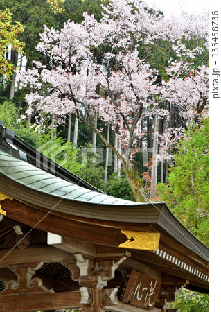 高麗神社 手水舎 満開の季節 埼玉県日高市 高麗神社 手水舎 満開の季節 埼玉県日高市 133458736