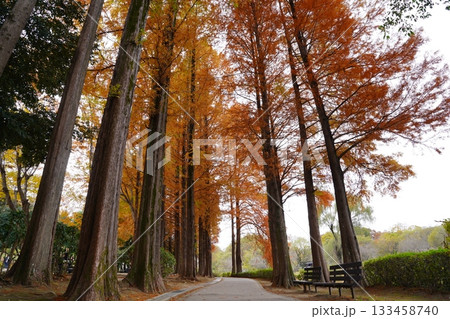 埼玉県 上尾丸山公園 埼玉県 上尾丸山公園 133458740