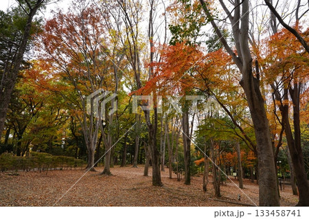 埼玉県 上尾丸山公園 埼玉県 上尾丸山公園 133458741