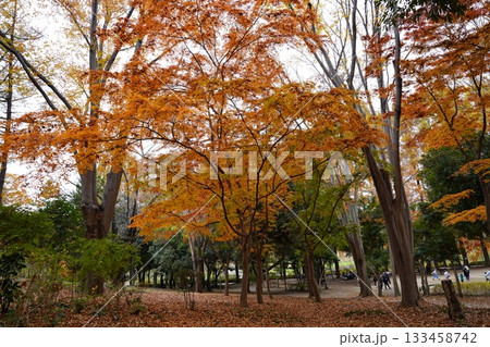 埼玉県　上尾丸山公園 133458742