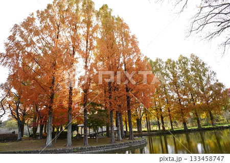 埼玉県　上尾丸山公園 133458747