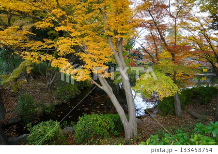 埼玉県　上尾丸山公園 133458754