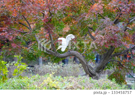 埼玉県　上尾丸山公園 133458757