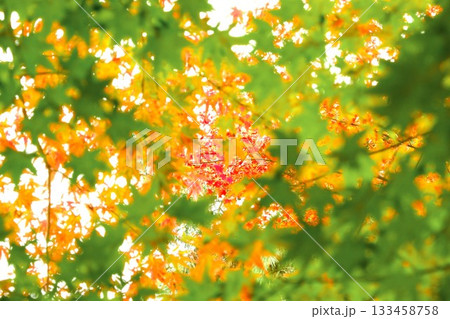 緑のカエデからのぞき込む紅葉したモミジ 緑のカエデからのぞき込む紅葉したモミジ 133458758