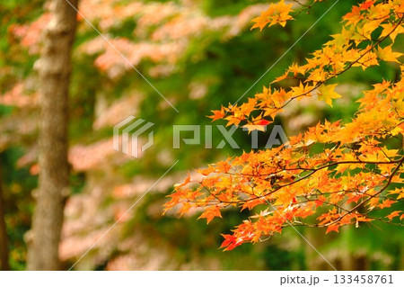 垂れ下がる鮮やかな紅葉 133458761