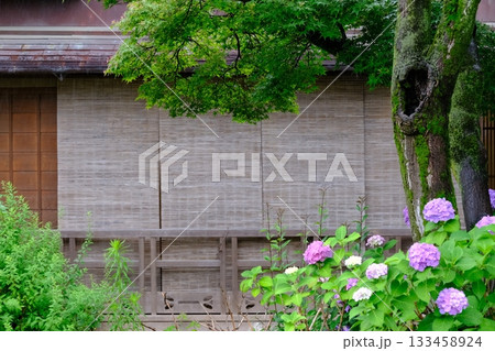 アジサイの花咲く祇園白川 アジサイの花咲く祇園白川 133458924