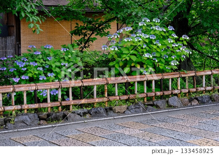 アジサイの花咲く祇園白川 133458925