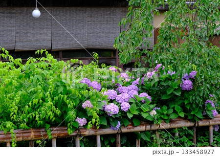 アジサイの花咲く祇園白川 133458927