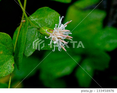 キク科コオヤボウキ属コウヤボウキの花 133458976