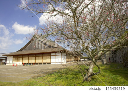 篠山城跡の一本梅/日本遺産/日本100名城 篠山城跡の一本梅/日本遺産/日本100名城 133459219