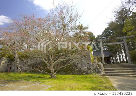 篠山城跡の一本梅/日本遺産/日本100名城 篠山城跡の一本梅/日本遺産/日本100名城 133459222