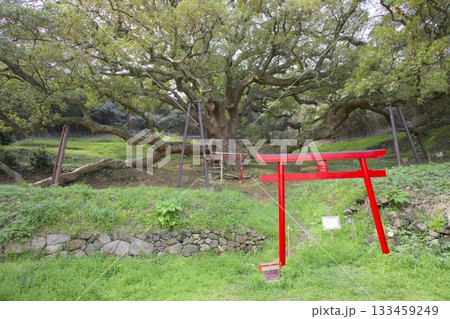 志々島の大楠(推定樹齢1,200年)と赤鳥居 志々島の大楠(推定樹齢1,200年)と赤鳥居 133459249