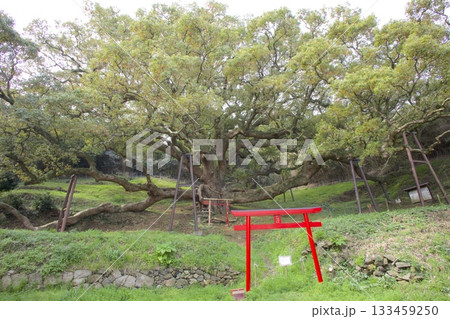 志々島の大楠(推定樹齢1,200年)と赤鳥居 志々島の大楠(推定樹齢1,200年)と赤鳥居 133459250