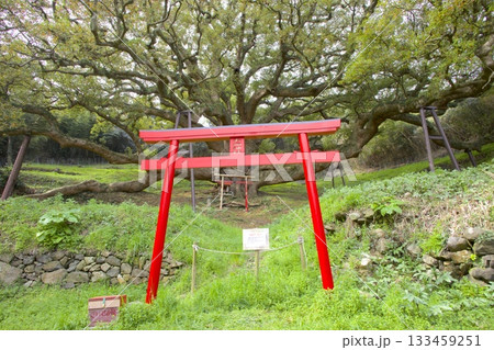 志々島の大楠(推定樹齢1,200年)と赤鳥居 志々島の大楠(推定樹齢1,200年)と赤鳥居 133459251
