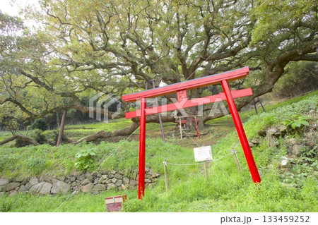 志々島の大楠（推定樹齢1,200年）と赤鳥居 133459252