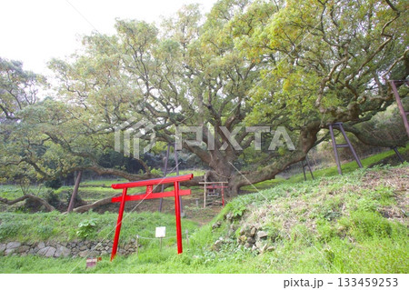 志々島の大楠（推定樹齢1,200年）と赤鳥居 133459253