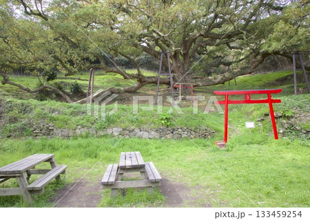 志々島の大楠（推定樹齢1,200年）と赤鳥居 133459254