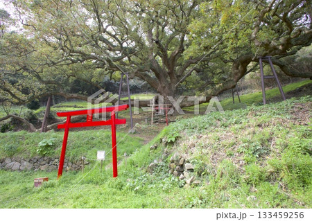 志々島の大楠（推定樹齢1,200年）と赤鳥居 133459256