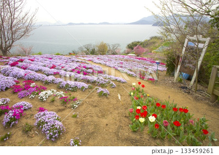 志々島・一面に芝桜の咲く「天空のお花畑」 133459261