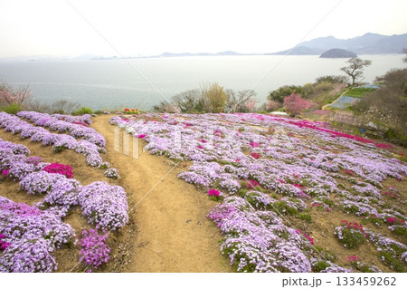 志々島・一面に芝桜の咲く「天空のお花畑」 133459262