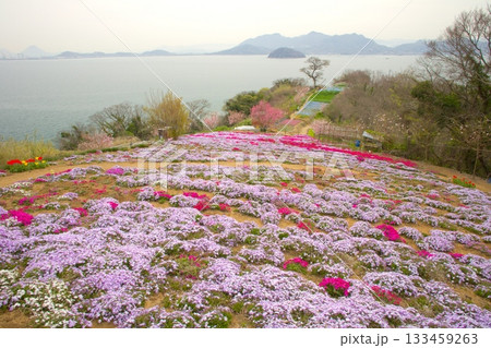 志々島・一面に芝桜の咲く「天空のお花畑」 志々島・一面に芝桜の咲く「天空のお花畑」 133459263