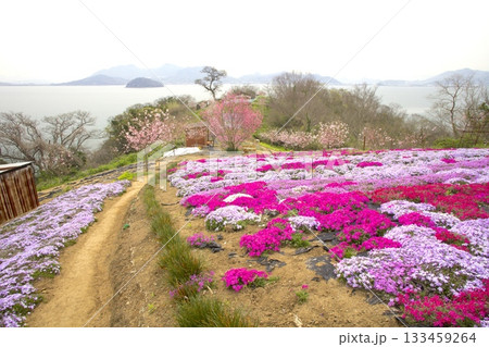 志々島・一面に芝桜の咲く「天空のお花畑」 志々島・一面に芝桜の咲く「天空のお花畑」 133459264